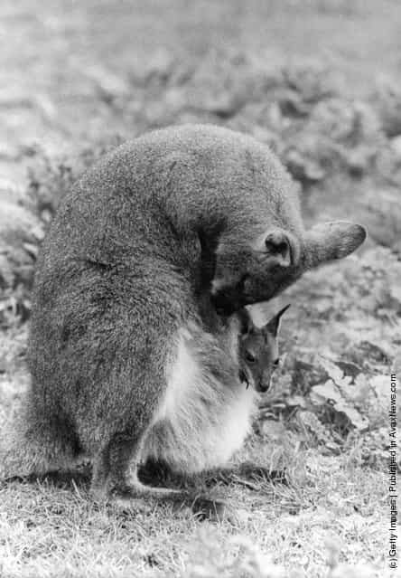 1980: A Bennett Wallaby mother and child