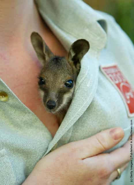 Baby yellow-footed Rock Wallaby