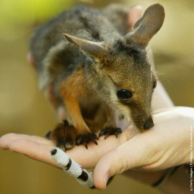 Baby yellow-footed Rock Wallaby
