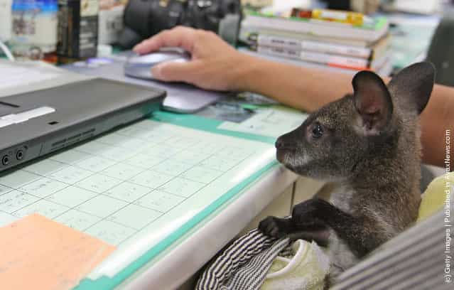 A baby wallaby