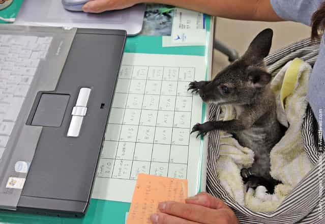 A baby wallaby