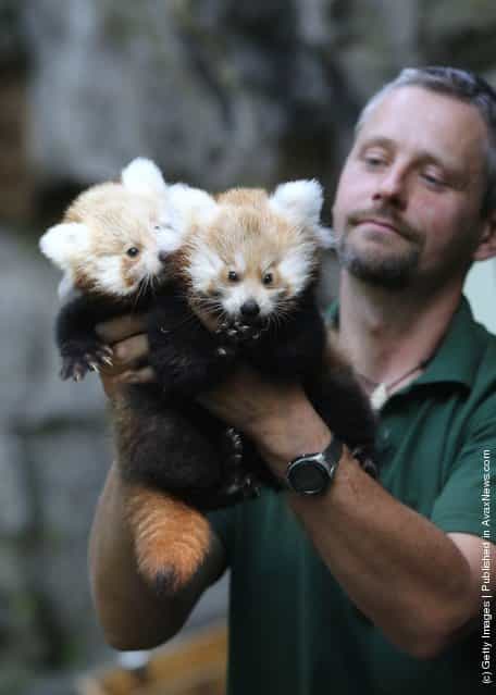 Twin Baby Red Pandas