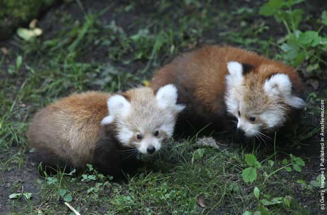 Twin Baby Red Pandas