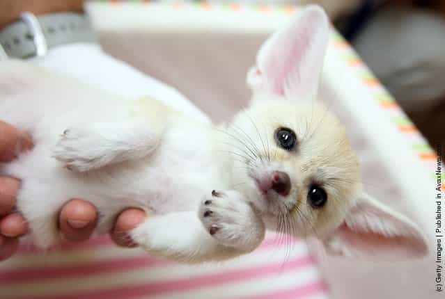 Baby Fennec Fox