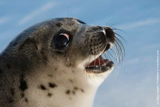 A harp seal pup