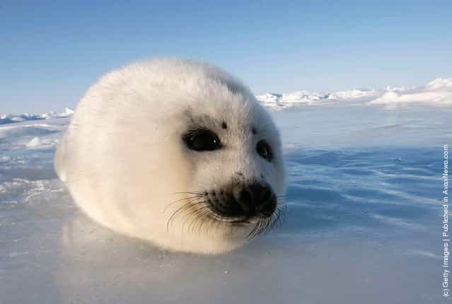 A harp seal pup