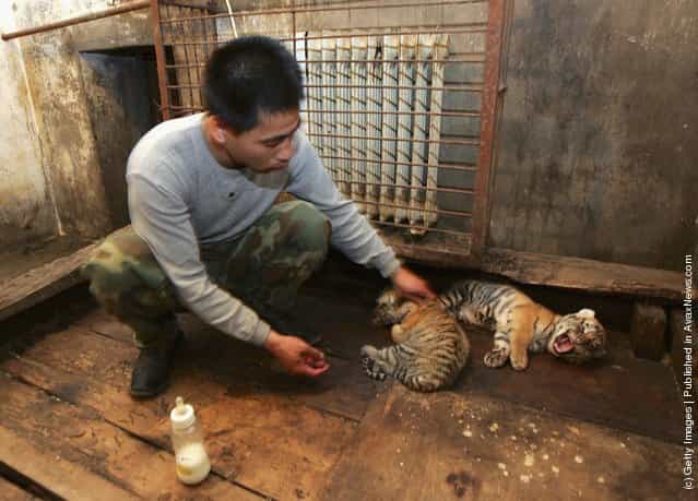 A feeder feeds milk to a Siberian tiger cub