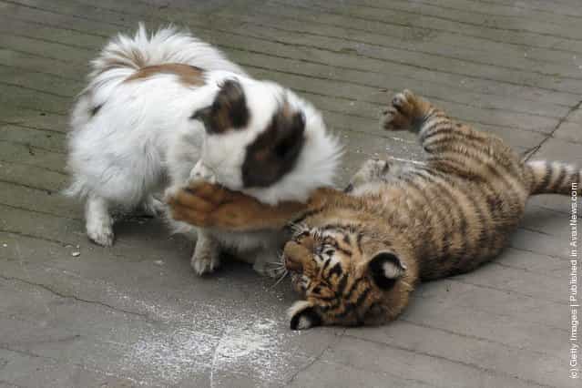 Siberian tiger cub plays with a dog