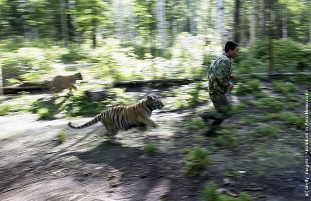 A feeder trains a Siberian tiger cub
