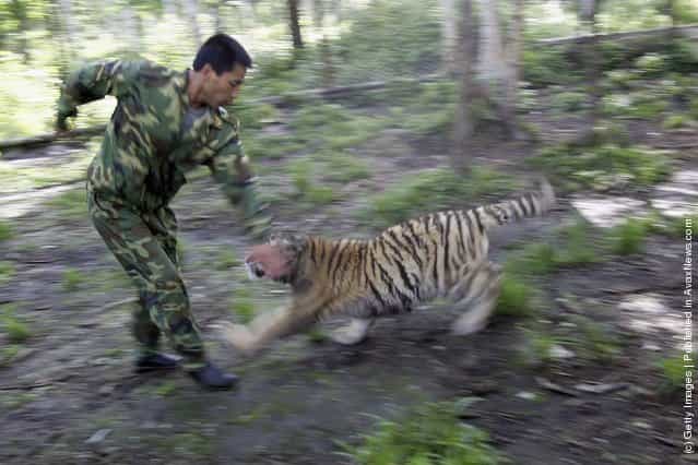 A feeder trains a Siberian tiger cub
