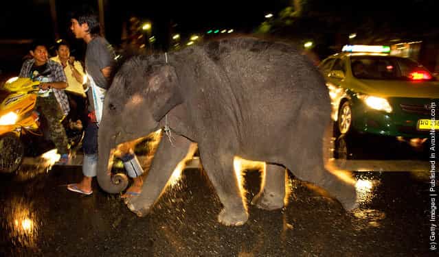 Urban Elephants Roam The Streets of Bangkok