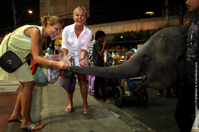 Urban Elephants Roam The Streets of Bangkok