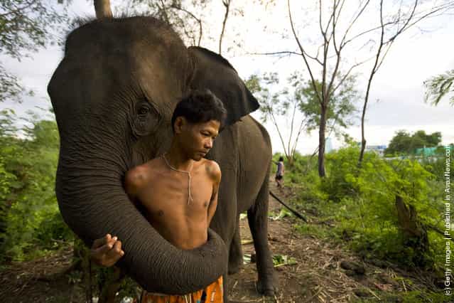 Sangworn, a mahout (elephant driver), with his elephant, Bussaba, 13 years old, at his temporary camp in Bangkok, Thailand