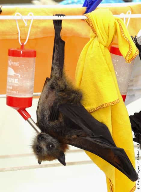 Baby Flying Foxes