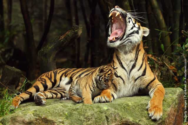 Sumatran tiger cubs