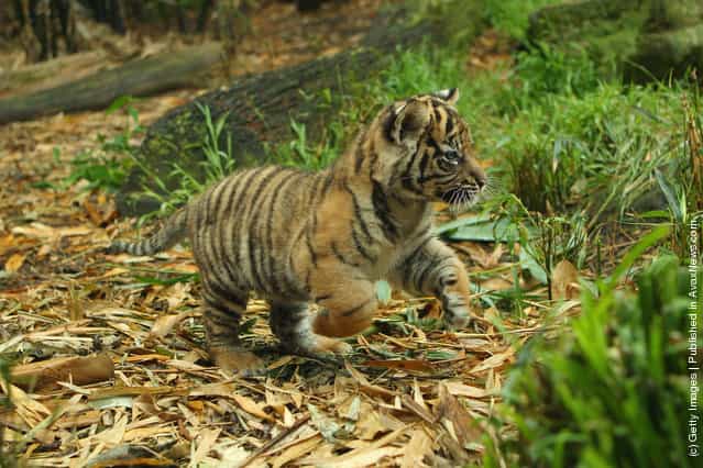 Sumatran tiger cubs