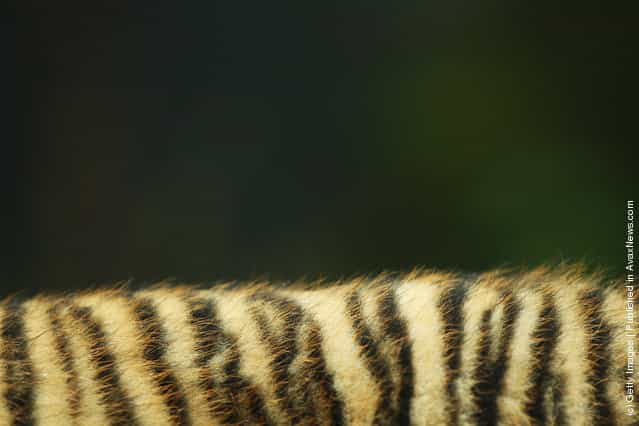 Sumatran tiger fur