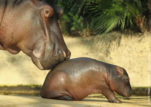 A baby hippopotamus