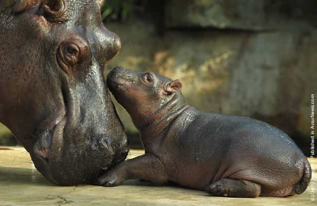 A baby hippopotamus