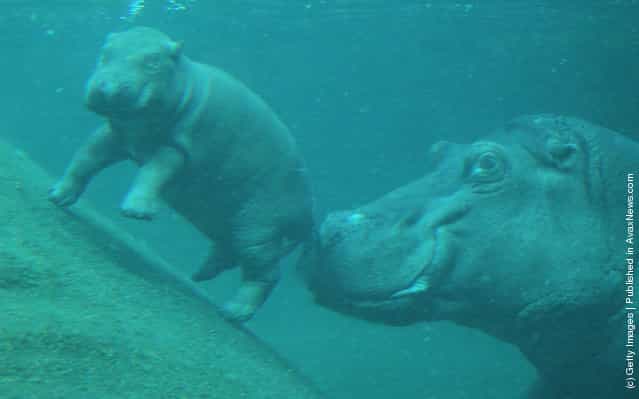 A baby hippopotamus swims with its mother