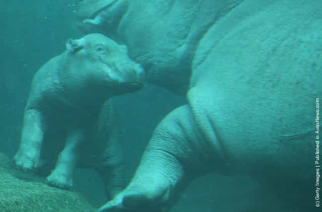 A baby hippopotamus swims with its mother
