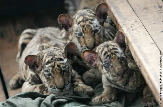 Siberian tiger cubs