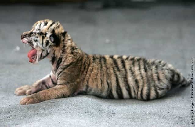 A Siberian tiger cub