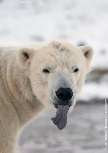 Walker The Polar Bear Celebrates His 3rd Birthday