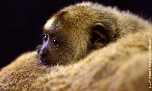 A Baby Black Howler Monkey