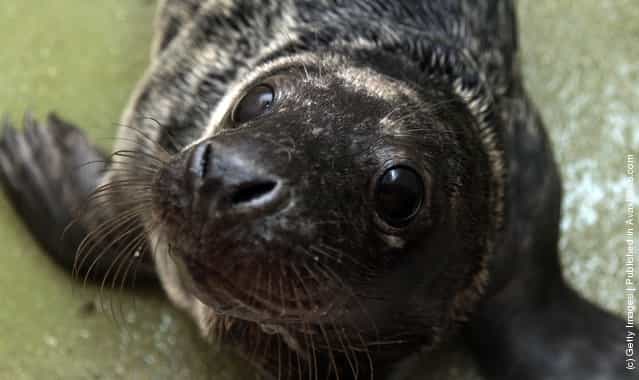 A recently rescued grey seal pup looks up from its indoor kennel at the RSPCA West Hatch Wildlife Centre