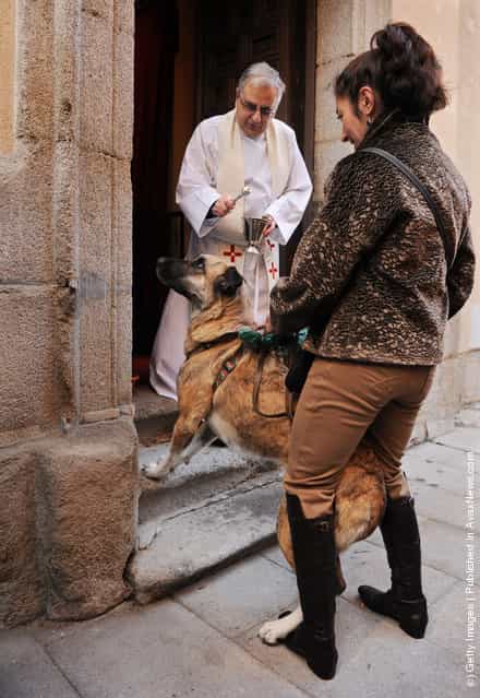 Father Juan Manuel Villar blesses a dog during the feast of San Anton, the patron saint of animals, at the San Anton church