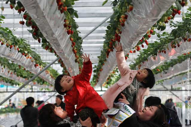 Two girls reach for fresh strawberries at the 7th International Strawberry Symposium in Beijing