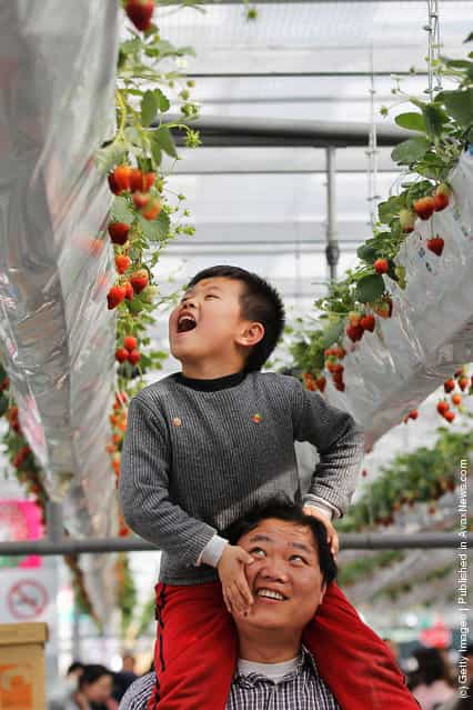 A boy sits on his fathers shoulders to look at strawberries at the 7th International Strawberry Symposium in Beijing