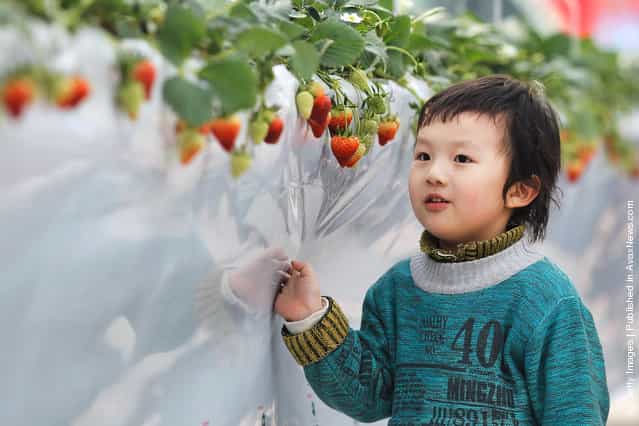 A little boy looks at fresh strawberries at the 7th International Strawberry Symposium in Beijing