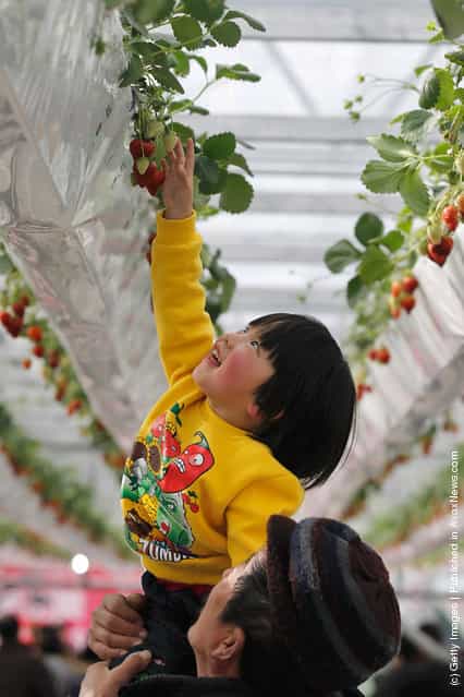 A girl reaches for fresh strawberries at the 7th International Strawberry Symposium in Beijing