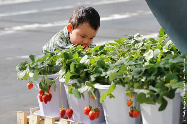 A little boy eats fresh strawberries at the 7th International Strawberry Symposium in Beijing