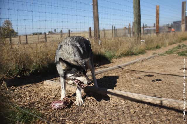 A wolf eats at The Wild Animal Sanctuary