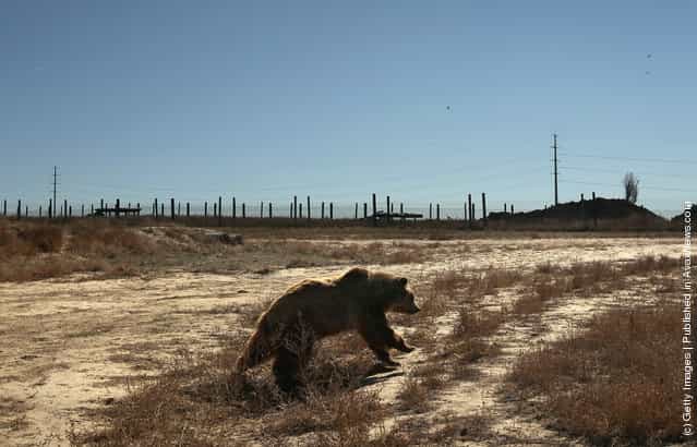 A grizzly bear runs through free-roaming habitat at The Wild Animal Sanctuary