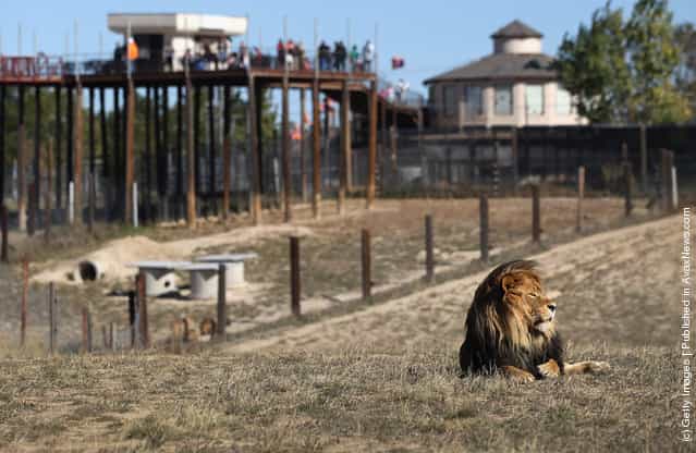 A lion lies in a free roaming habitat as visitors watch from an elevated walkway at The Wild Animal Sanctuary