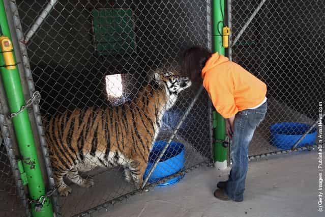 Animal caretaker Tawny Richey greets a tiger at The Wild Animal Sanctuary