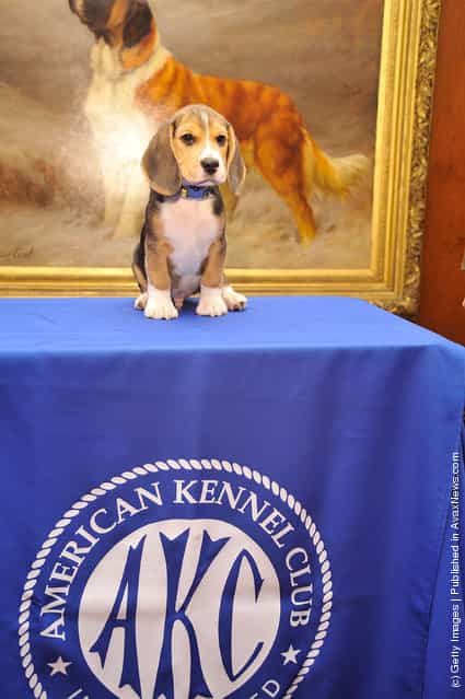 Jag, a Beagle puppy attends as American Kennel Club announces Most Popular Dogs in the U.S. at American Kennel Club Offices