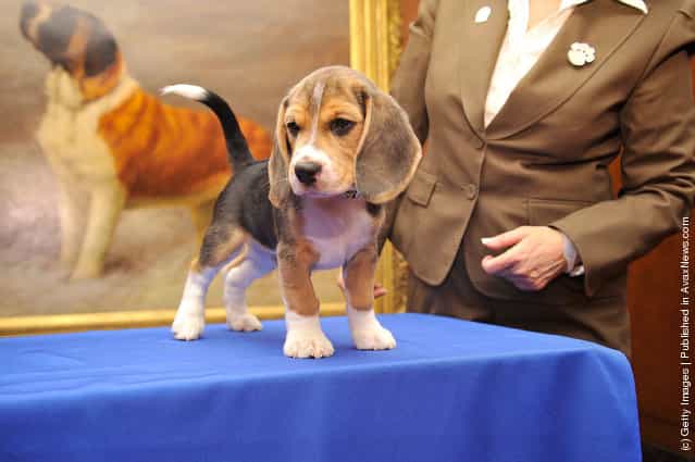 Jag, a Beagle puppy attends as American Kennel Club announces Most Popular Dogs in the U.S. at American Kennel Club Offices