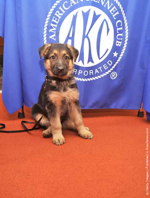 Ziva, a German Shepherd puppy attends as American Kennel Club announces Most Popular Dogs in the U.S. at American Kennel Club Offices