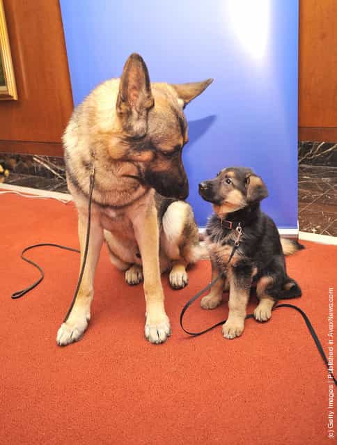 Commander, a German Shepherd adult (L) and Ziva, a German Shepherd puppy attend as American Kennel Club announces Most Popular Dogs in the U.S. at American Kennel Club Offices