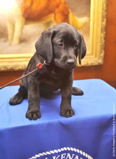 Brooklyns Deli, a black Labrador Retriever puppy attends as American Kennel Club announces Most Popular Dogs in the U.S. at American Kennel Club Offices