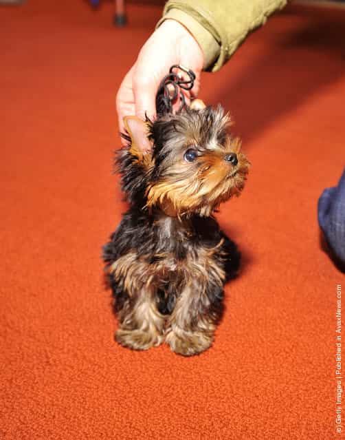 Sierra, a Yorkshire Terrier puppy attends as American Kennel Club announces Most Popular Dogs in the U.S. at American Kennel Club Offices