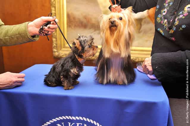 Sierra, a Yorkshire Terrier puppy (L) and Heidi, a Yorkshire Terrier adult attend as American Kennel Club announces Most Popular Dogs in the U.S. at American Kennel Club Offices