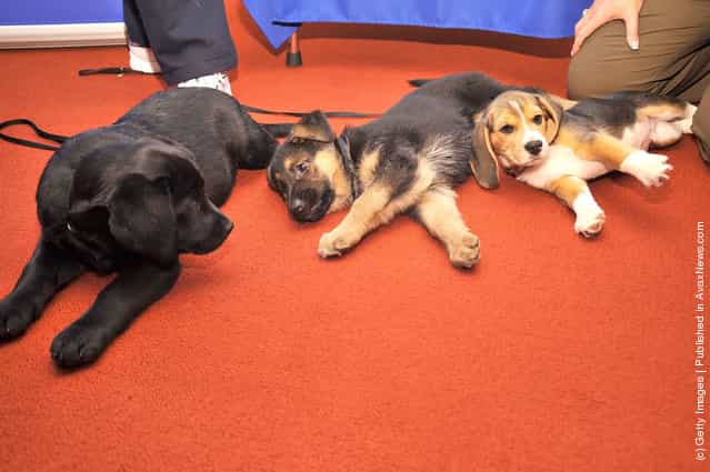 (L-R) Brooklyns Deli, a black Labrador Retriever pup, Ziva, a German Shepherd pup and Jag, a Beagle pup attend as American Kennel Club announces Most Popular Dogs in the U.S. at American Kennel Club Offices
