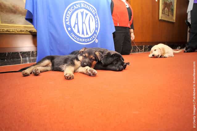 Ziva, a German Shepherd pup (L) and Brooklyns Deli, a black Labrador Retriever pup take a rest as American Kennel Club announces Most Popular Dogs in the U.S. at American Kennel Club Offices