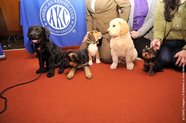 (L-R) Brooklyns Deli, a black Labrador Retriever pup, Ziva, a German Shepherd pup, Jag, a Beagle pup, Toby, a Golden Retriever pup, and Sierra, a Yorkshire Terrier pup attend as American Kennel Club announces Most Popular Dogs in the U.S. at American Kennel Club Offices